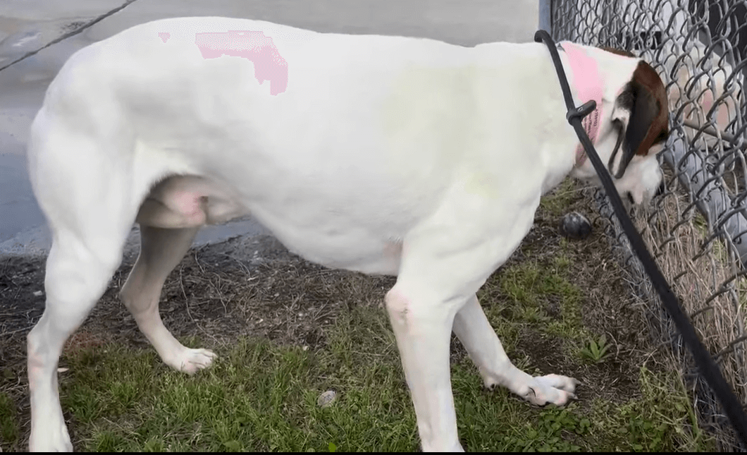 Tail tucked, shaking, and too terrified to move – Ziggy needs out of shelter