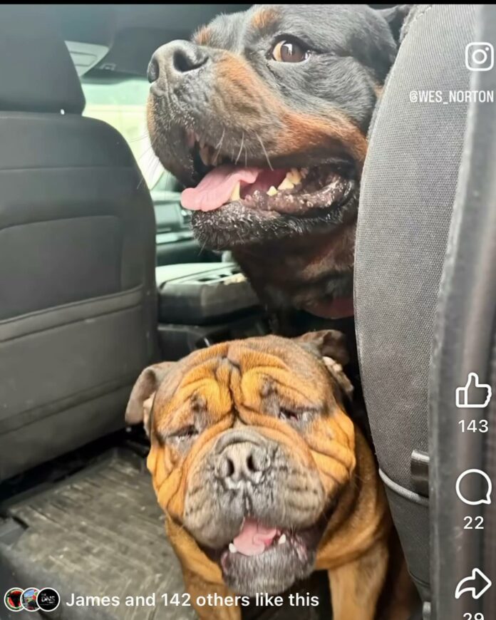 Two heartbroken dogs isolated in Texas shelter at risk after owner suddenly passed away