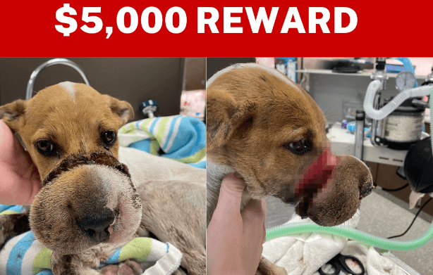 Reward: Culprit wrapped elastic hairband around snout of two month old puppy