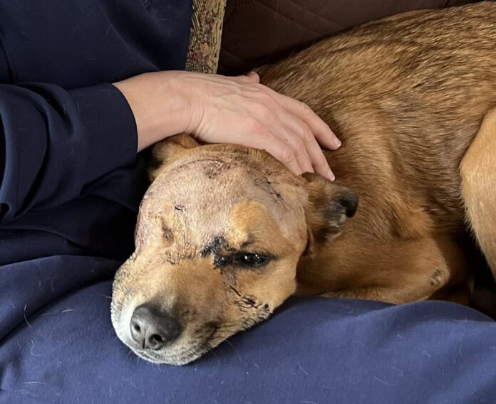 Mountain lion attacked rescue dog and his family saved him again