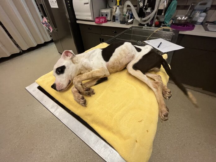 UPDATE: Emaciated pup left tied to bus stop making miraculous recovery