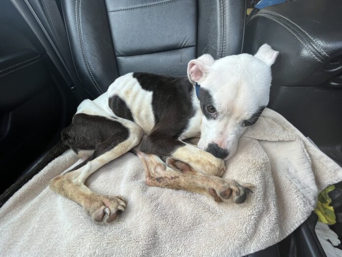 Lifeless pup caked in urine left tied to a bus stop saved by St. Louis rescue group