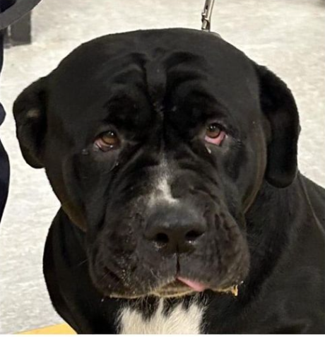 Heartbreaking: Face of a dog dumped at shelter because owner ‘had to move’