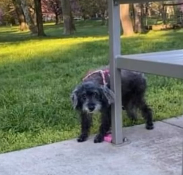 15-year-old blind and deaf dog left tied to park bench with note asking someone to love her