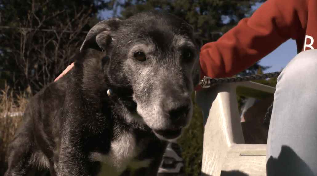 sheba-found-1030x573-1