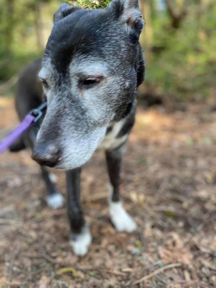 16-year-old blind and deaf dog missing for 9 days found and reunited with owner