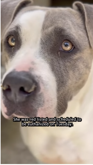 Dog mistakenly euthanized at California shelter just one hour before woman arrived to adopt him