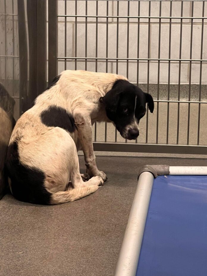 Frightened stray curled into a ball at Dallas shelter breaking our hearts