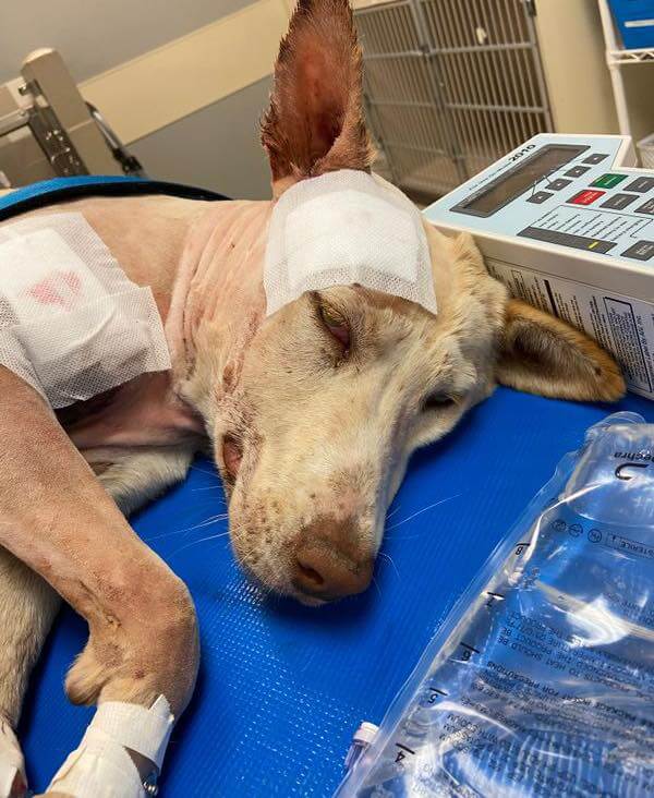 In this part of Texas there is no animal control and residents legally shoot dogs but Shelby survived