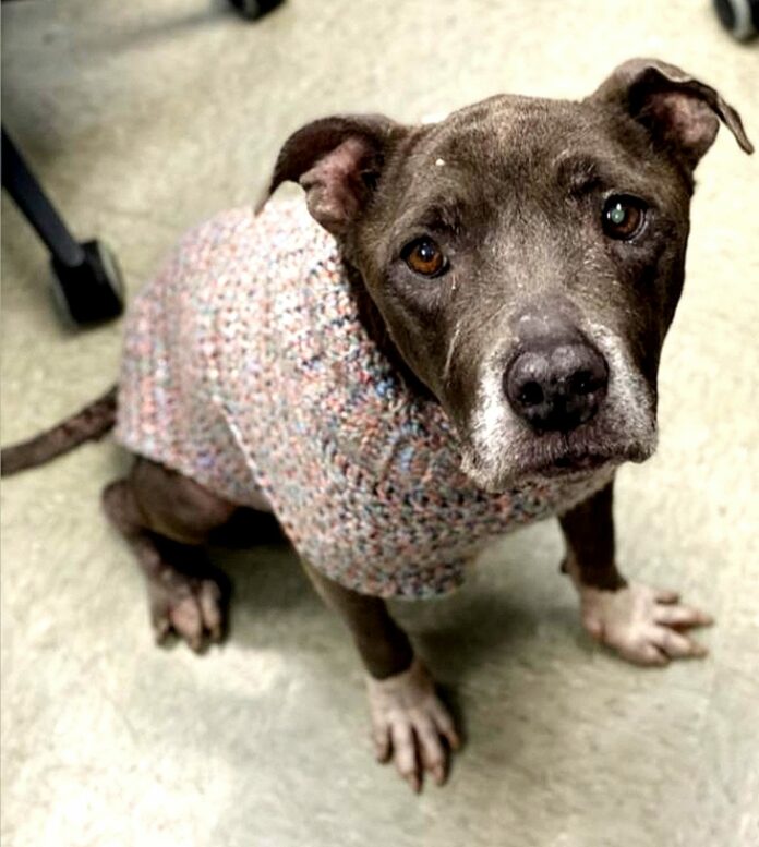 Couch potato needs a hero and sadly the shelter is full and her life is soon to be snuffed out