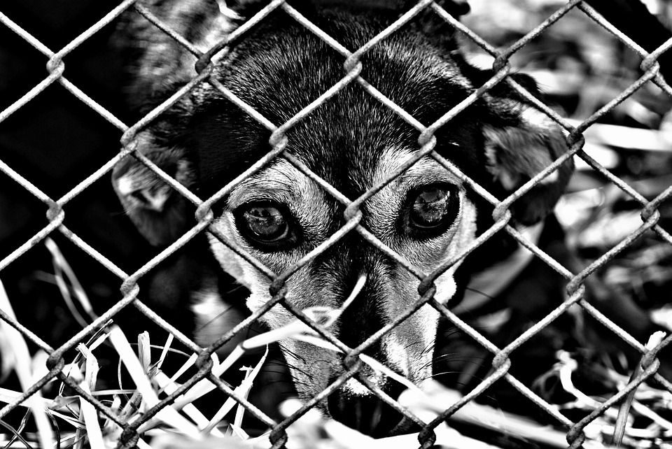 Gas chambers in Utah animal shelters soon to be banned