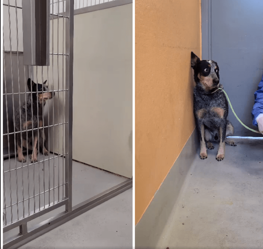 ‘Shelter shock is real’: Heartbreaking view of euth’ listed pup paralyzed with fear