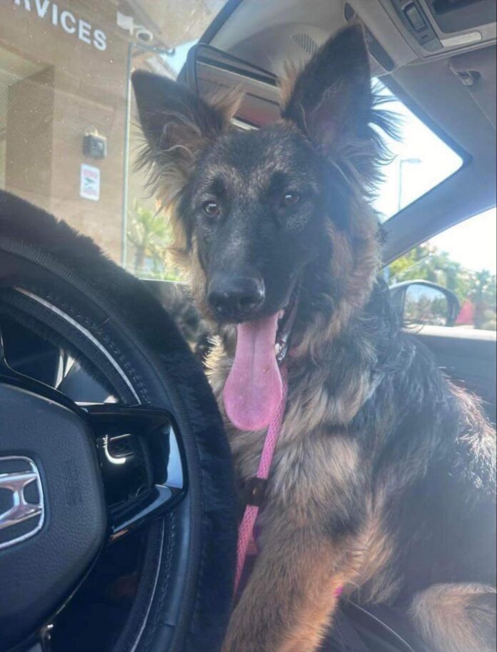 German shepherd puppy patiently waits for a family at overcrowded California shelter