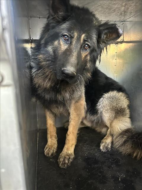 Handsome shepherd in overcrowded Moreno Valley shelter in need of a home