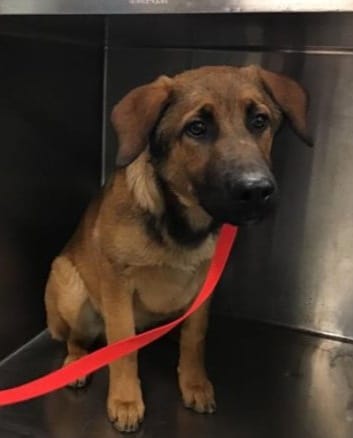 Just a puppy and already cleared to be euthanized if not helped soon