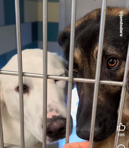 Heartbreaking: Abandoned shelter dogs are perfect and hope for homes before their time is up