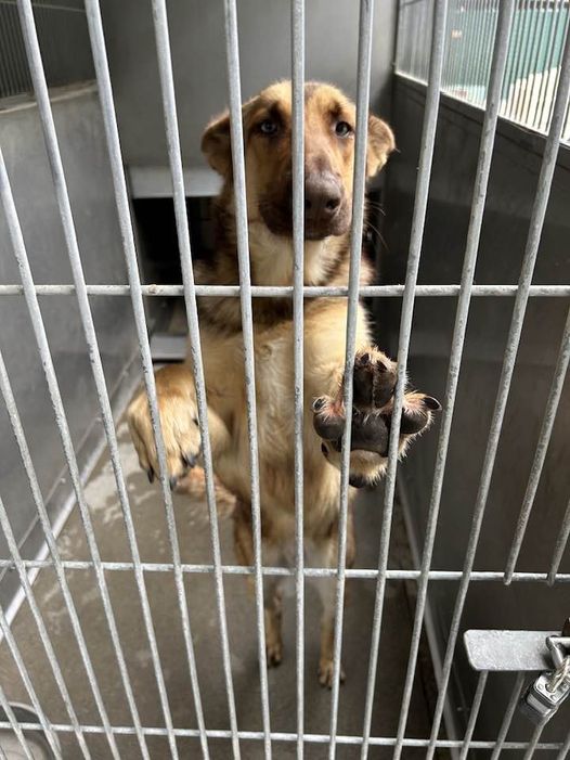 Heartbreaking situation as bonded pair of beautiful shepherds beg to be freed from shelter