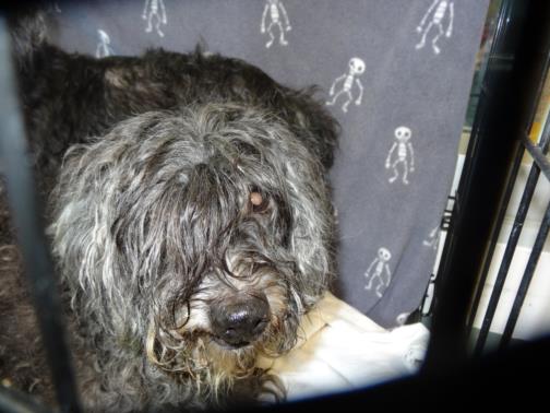 ‘Good dog dealt lousy hand’ Neglected Sherlock doesn’t deserve to die in shelter