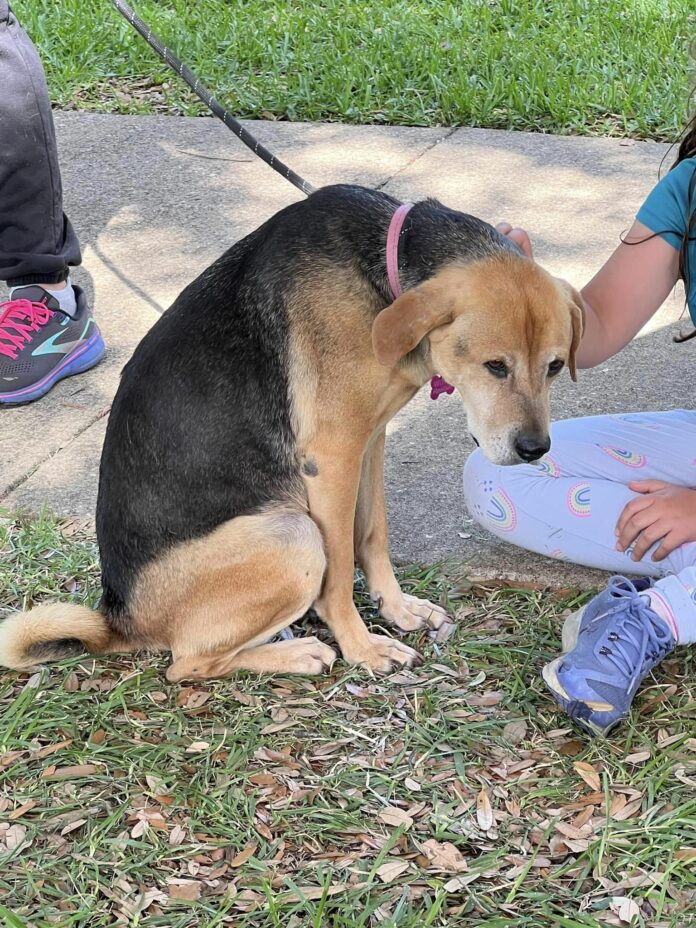 Heartbreaking adoption event as dog watched for hours as puppies left with families and no one showed any interest in her