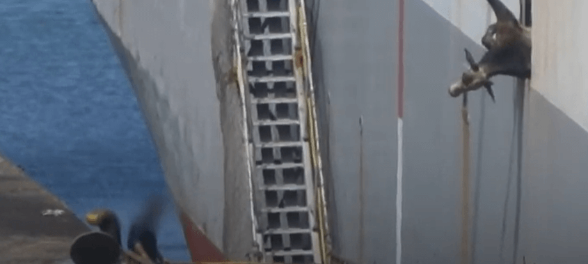 ship-845x379-8