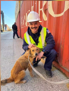 ‘Connie the container dog’ rescued in Texas after being trapped in container for a week