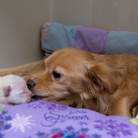 Mother dog and her four-day-old puppies dumped in trash bin outside grocery store recovering