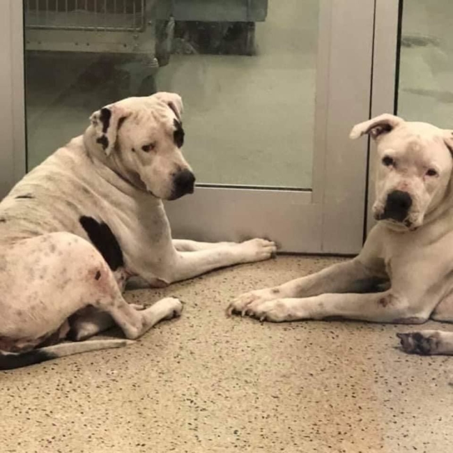 Huge-hearted foster home needed for bonded pair surrendered after their house caught on fire