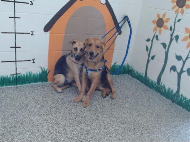 Sibling pups surrendered from home with too many dogs