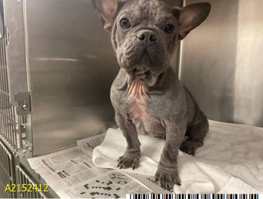 Stray French bulldog in critical need of rescue in Florida