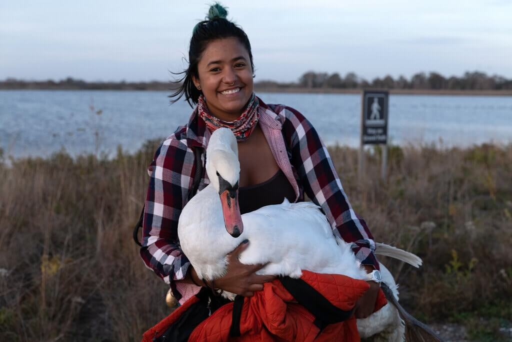 sick-swan-saved-1