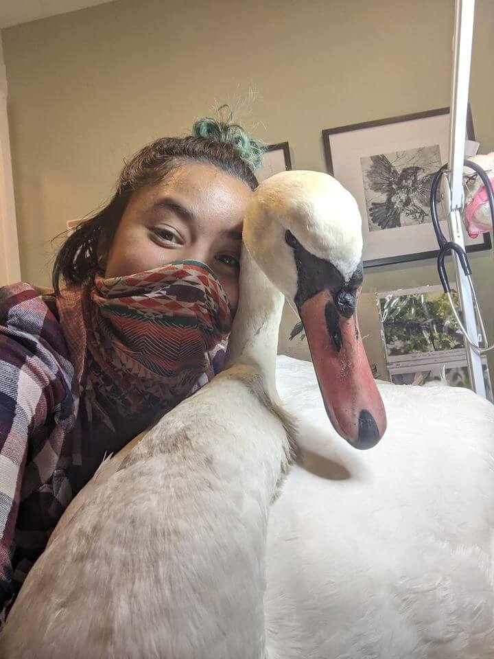 sick-swan-saved-3