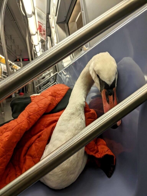 Help for a sick swan included a 23-mile trip on the NYC subway