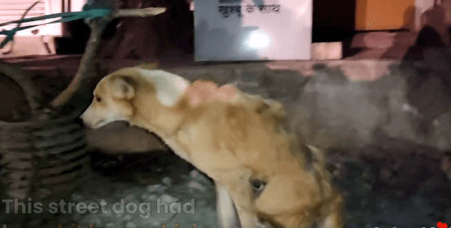 Stray dog paralyzed after hit by car but miracles happen and wait until you see
