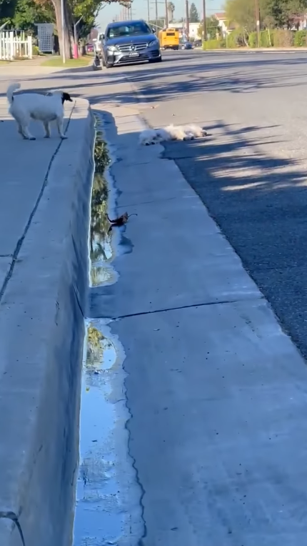 Loyal pup tried to reach out for help for her dying friend