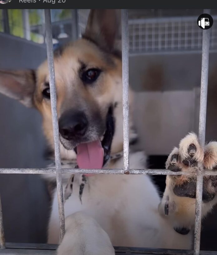 Amazing shepherd has been at shelter for over a year and a half and his life is slated to end
