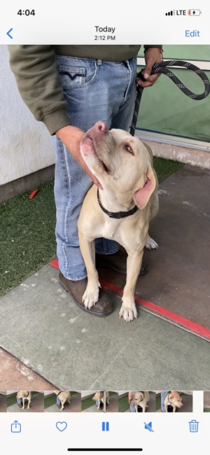 Simba is so confused after being surrendered to shelter by person he loved most