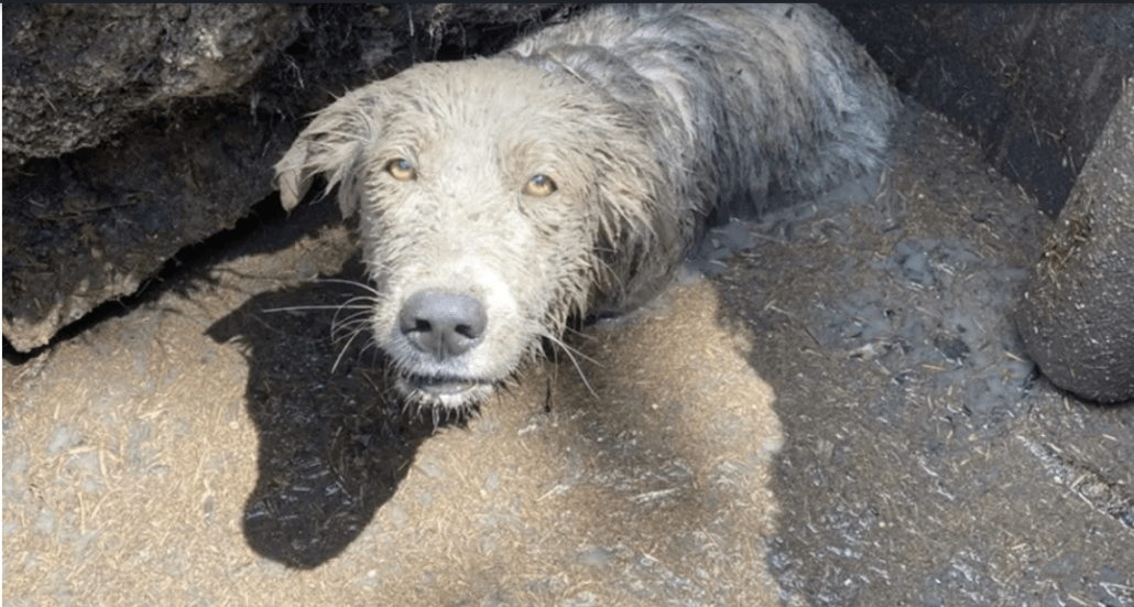 sinkhole-puppy-1030x551-1