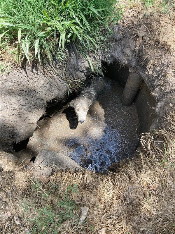Rescued: Puppy stuck up in mud up to his chest in sinkhole