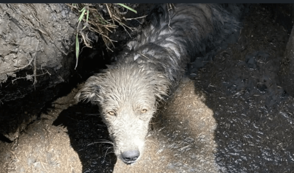 sinkhole-puppy1-1030x606-1