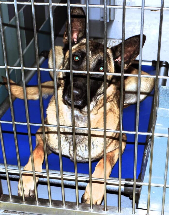 Incredibly sweet Belgian Malinois on euth’ list at California high kill shelter