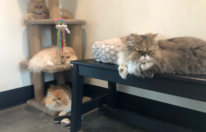 Six persian cats 1