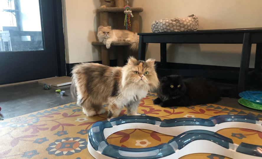 six-persian-cats