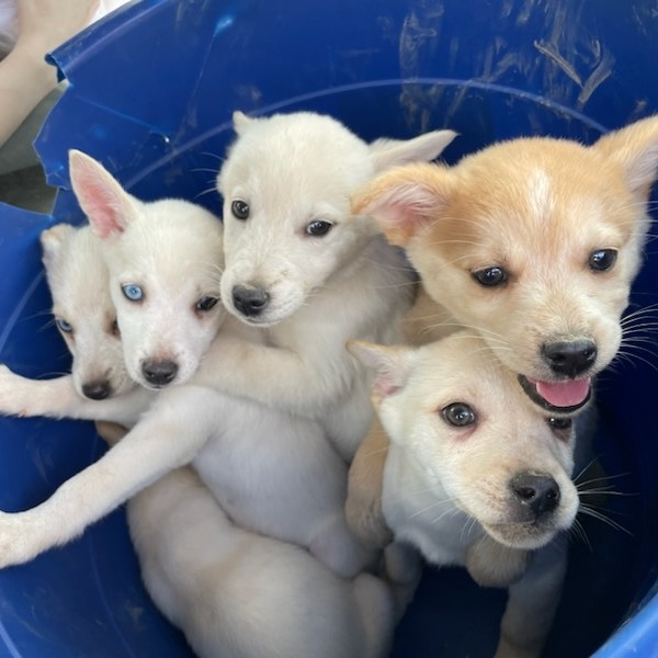 Six two-month-old puppies arrived at shelter in plastic bucket after being abandoned on road