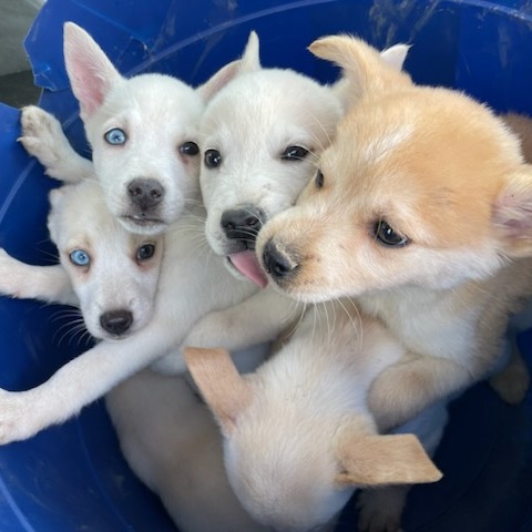 six-puppies-4