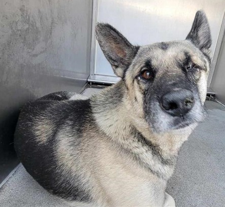 Little chance for rescue: Not one post or photo for young German shepherd on list to be euth’ed