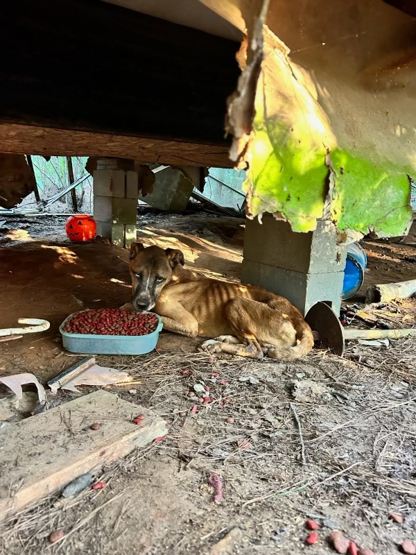 ‘Operation Skin and Bones’: More than 70 dogs in Mississippi saved from heartbreaking cruelty and neglect