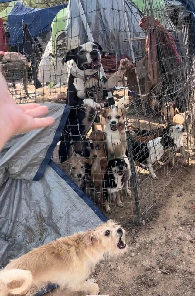 Homeless family in Arizona desert had been keeping 150 healthy dogs