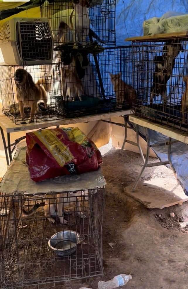 sky-sanctuary-rescue4