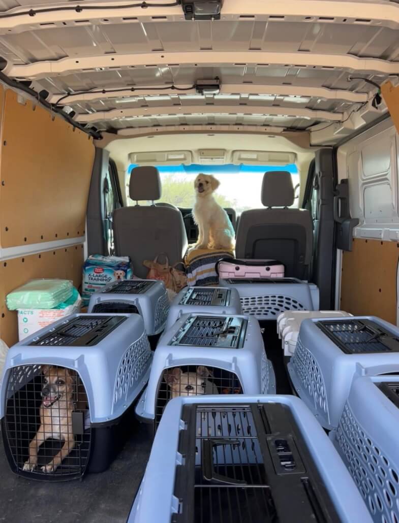 sky-sanctuary-rescue5-785x1030-1