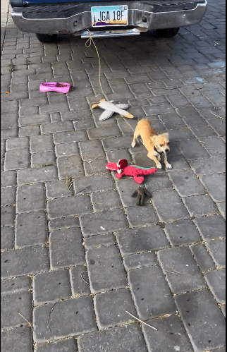 Two-month-old puppy left legally tethered to car bumper or kept in soiled crate outdoors rescued